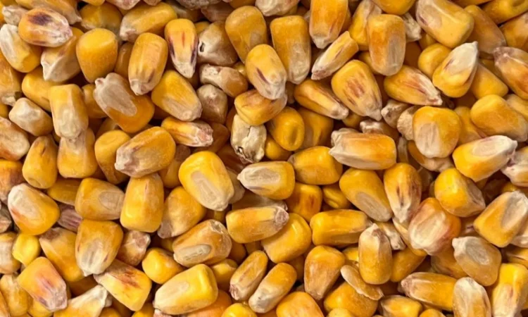 Продам кукурузу 300т - фото № 3