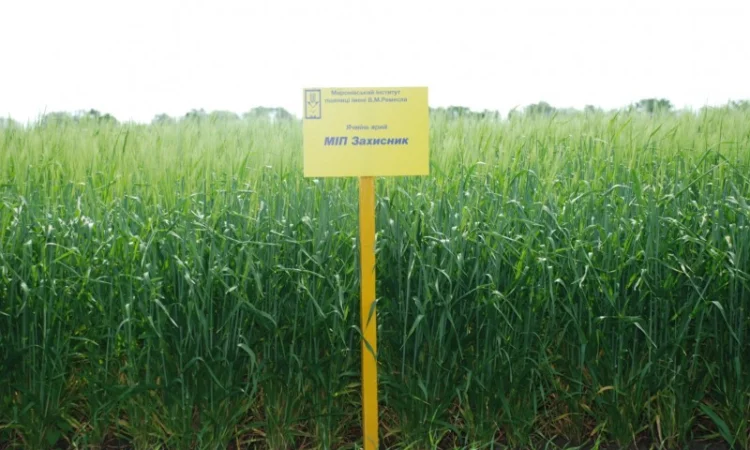 Ячмінь ярий МІП Захисник 2019 року - фото № 1