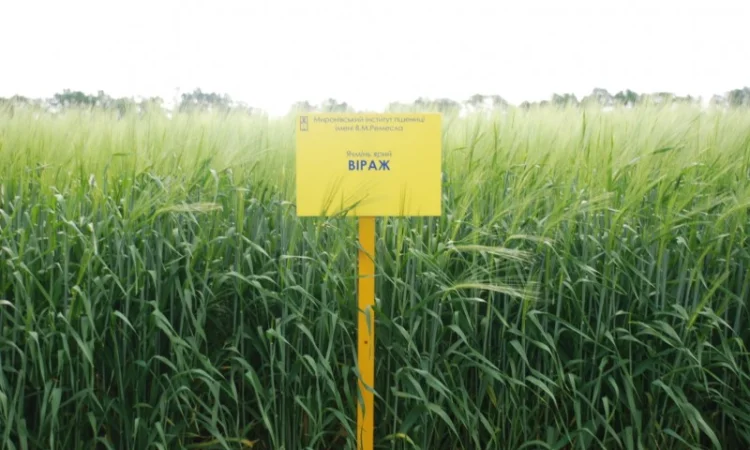 Продаж ячменю ярого - фото № 1