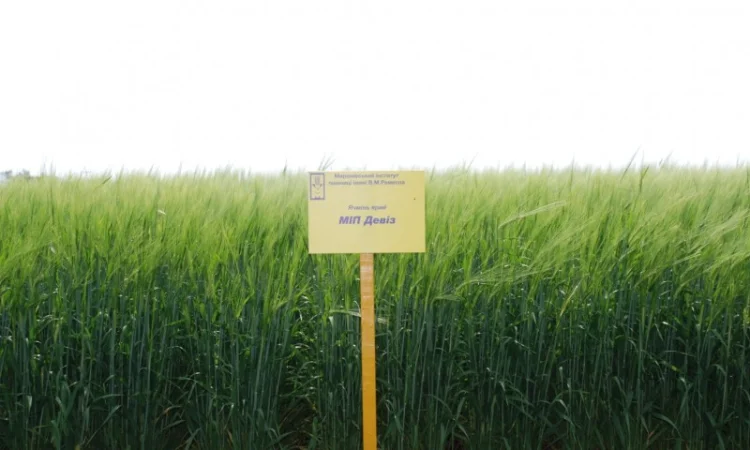 Продаж ячменю ярого - фото № 11