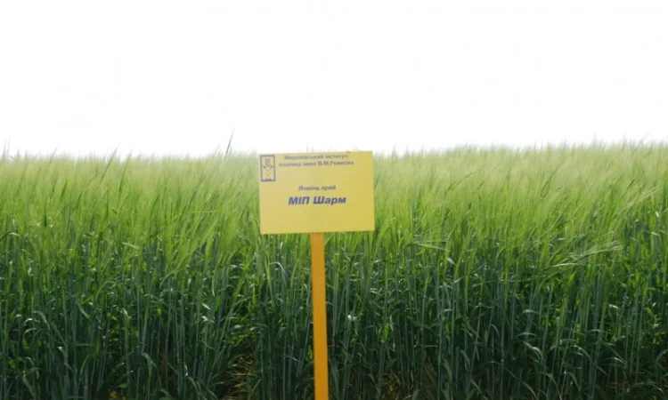 Продаж ячменю ярого - фото № 12