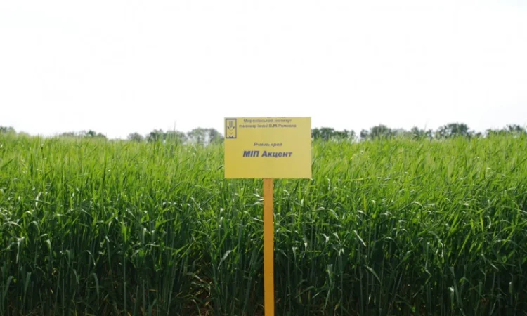 Продаж ячменю ярого - фото № 13