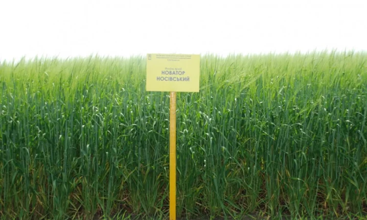 Продаж ячменю ярого - фото № 15