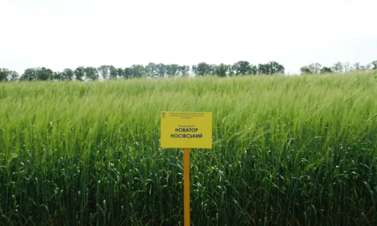 Продаж ячменю ярого - фото № 16