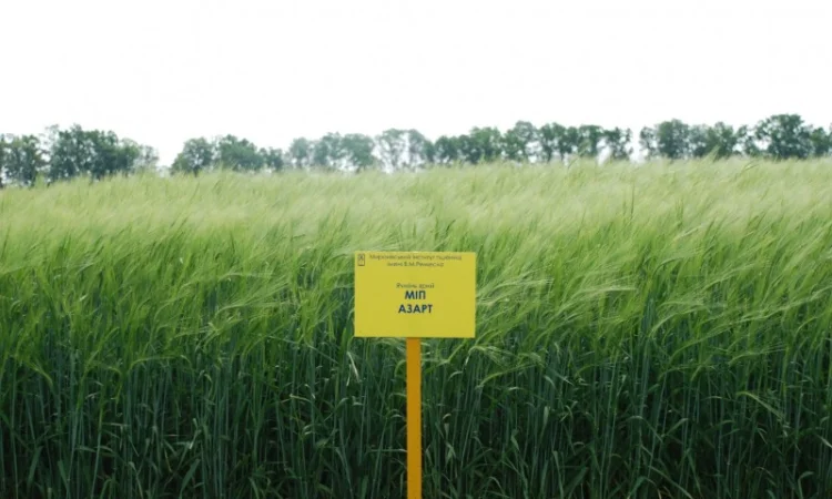 Продаж ячменю ярого - фото № 3