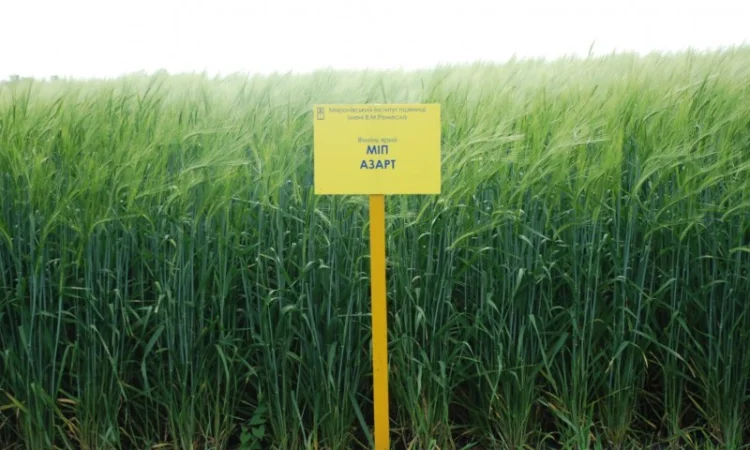 Продаж ячменю ярого - фото № 5