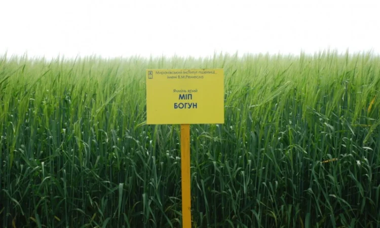 Продаж ячменю ярого - фото № 6