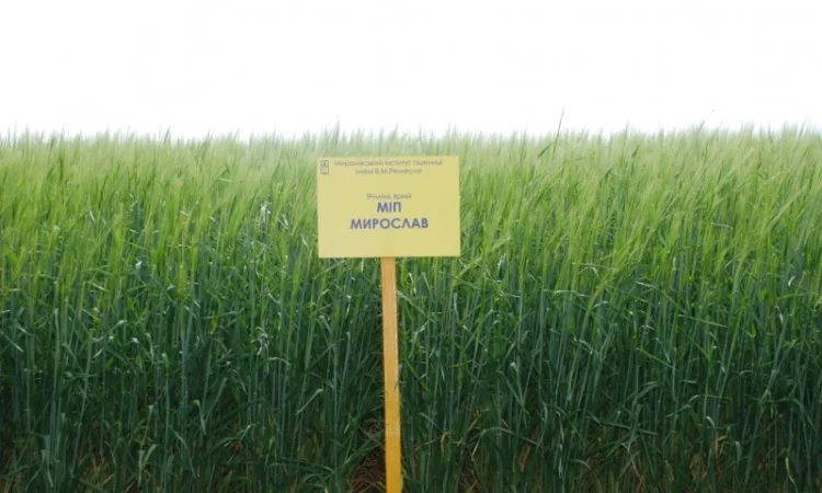 Продаж ячменю ярого - фото № 7