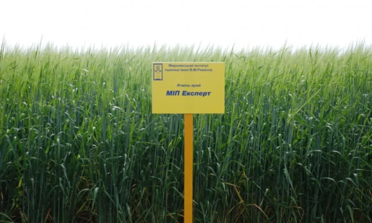 Продаж ячменю ярого - фото № 8