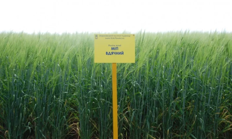 Продаж ячменю ярого - фото № 9