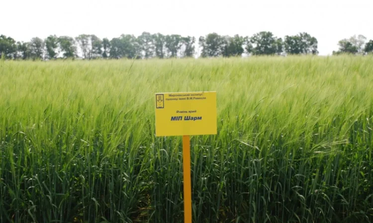 Продаж ячменю МІП Шарм - фото № 1