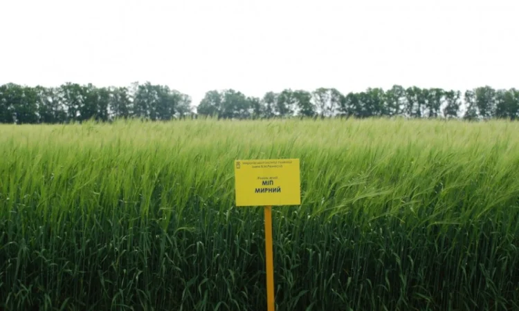 Ячмінь МІП Мирний на продаж - фото № 1