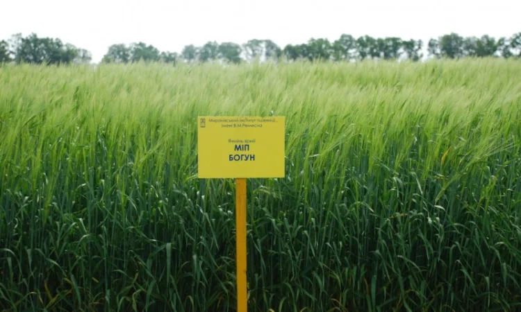 Продаж ячменю ярого МІП Богун - фото № 1