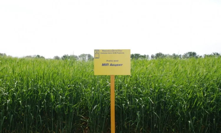 Ячмінь ярий МІП Акцент на продаж - фото № 1