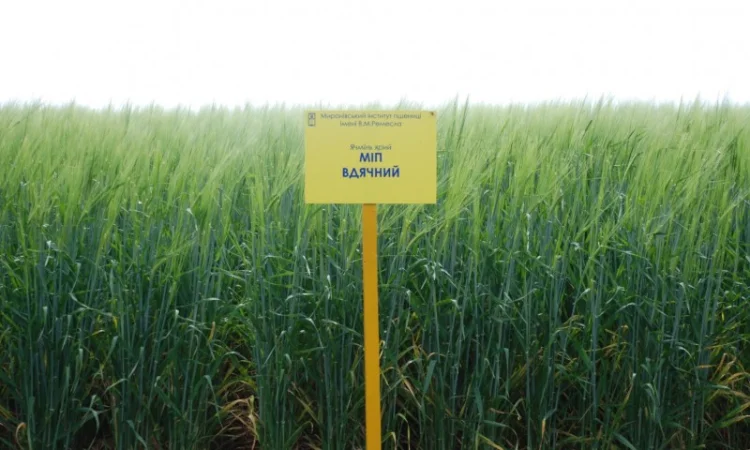 Ячмень Вдячний ячмінь ярий на продаж - фото № 1