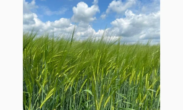 Продажа насіння ярового ячменю КВС Кріссі - фото № 1