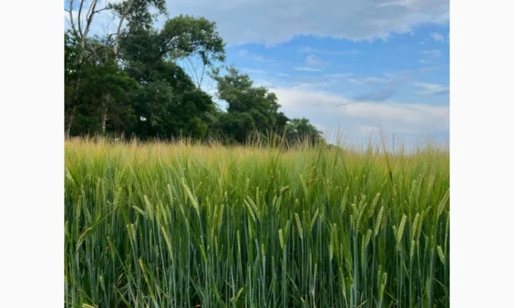 Насіння ячменю Спітфаєр (СН-1) для пивоваріння - фото № 1