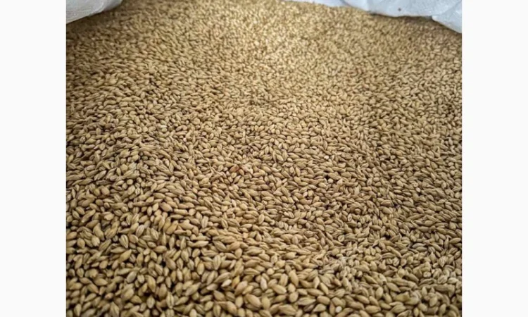 Насіння ячменю Спітфаєр (СН-1) для пивоваріння - фото № 2