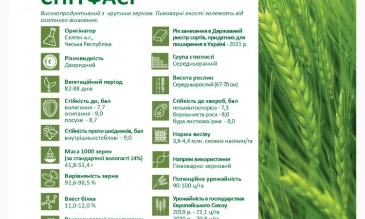 Насіння ячменю Спітфаєр (СН-1) для пивоваріння - фото № 3