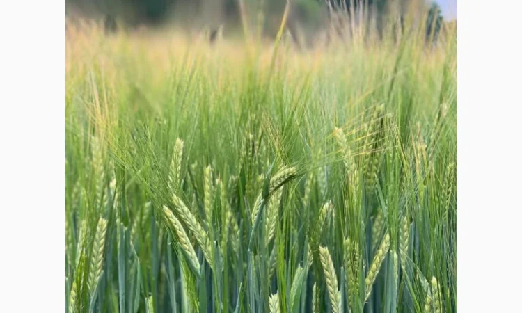 Продаж насіння ярого ячменю Сєбастьян - фото № 1