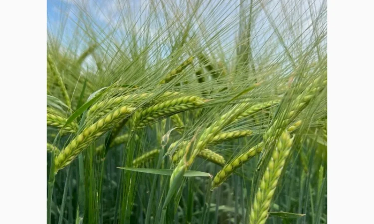 Пропонуємо насіння ячменю ярого Акордіне (СН-1) для пивоваріння - фото № 1