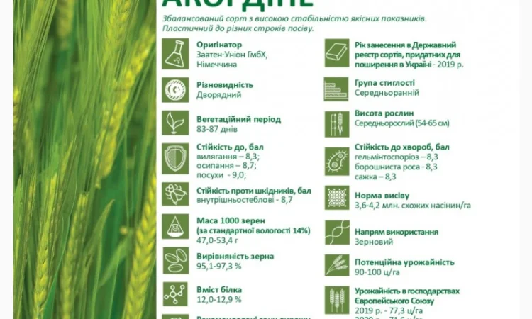 Пропонуємо насіння ячменю ярого Акордіне (СН-1) для пивоваріння - фото № 2