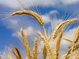 Семена ярового ячменя ДОНЕЦКИЙ 14 еліта 1 репрод - фото № 1