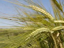 Семена ярового ячменя ГАЛИЧАНИН элита 1 репродукция - фото № 1