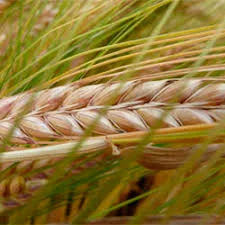 Ячмінь Татум, пивоварний сорт - фото № 1