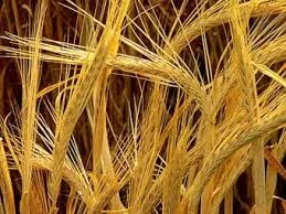 Насіння ярого ячменю Совіра на продаж - фото № 1