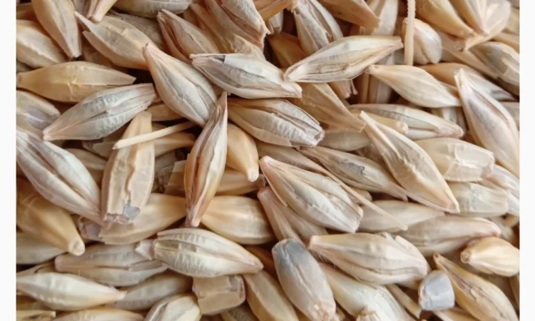 Продаж озимого ячменю Луран - фото № 1