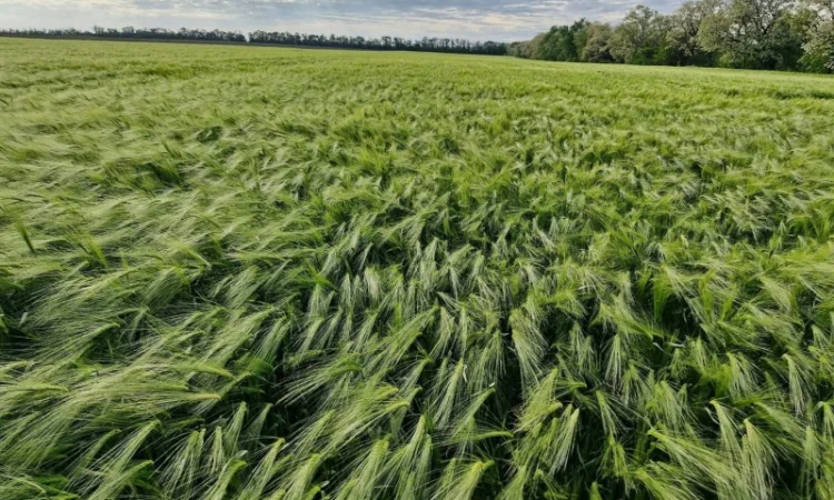 Продаж озимого ячменю Луран - фото № 2