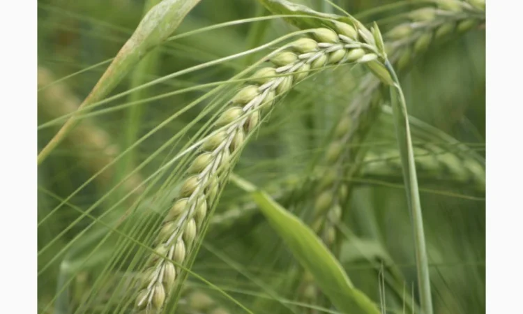 Продажа озимого ячменю Дунай КВС - фото № 1