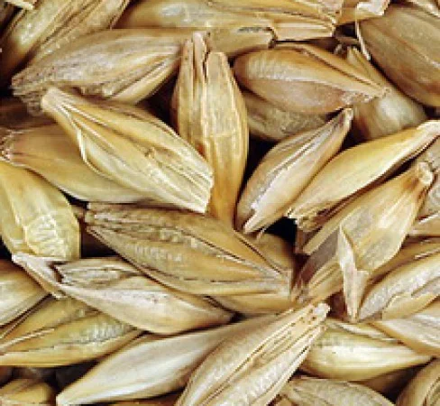 Продаж ячменю ярий сорт Адапт від виробника - фото № 1