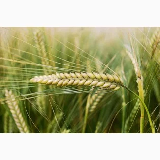 Продаж ячменю сорту Командор - фото № 1