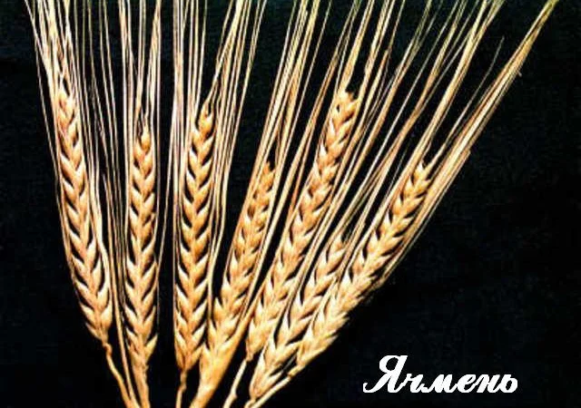 Куплю ячмінь відходи з самовивозом - фото № 1