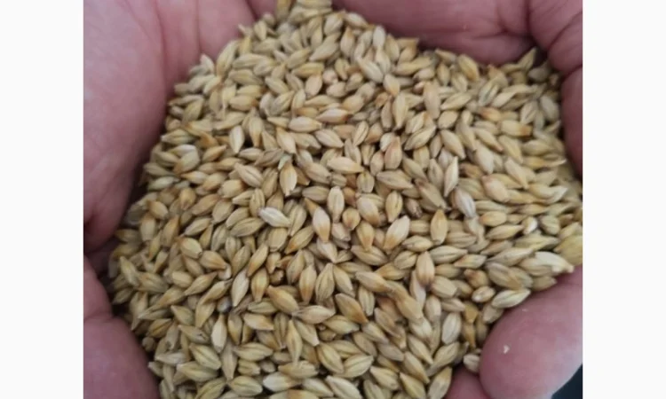 Насіння ячменю озимого сорту Казanova на продаж - фото № 1