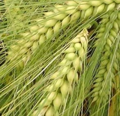 Продажа Насіння Озимого Ячменю Дев’ятий Вал - фото № 1