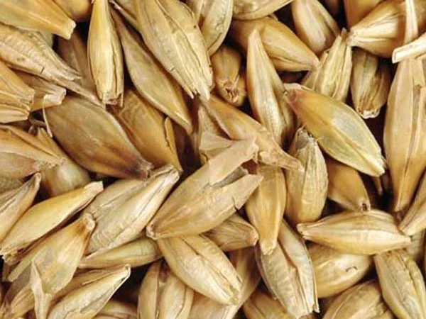 Закупляемо ячмень и отходи на самовивоз - фото № 1