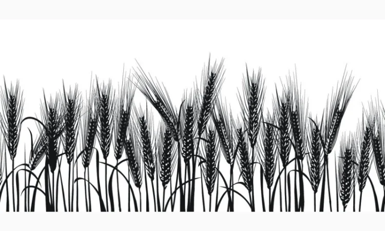 Закупаем ячмень круглый год. Самовывоз, быстрая оплата - фото № 1