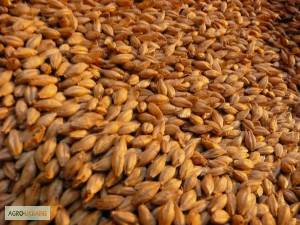 Покупка ячменю і відходів на самовивіз - фото № 1