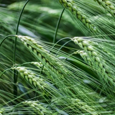 Продаж насіння ячменю Тітус - фото № 1