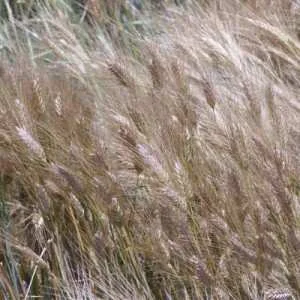 Продажа насіння озимого ячменю Дев’ятий вал - фото № 1