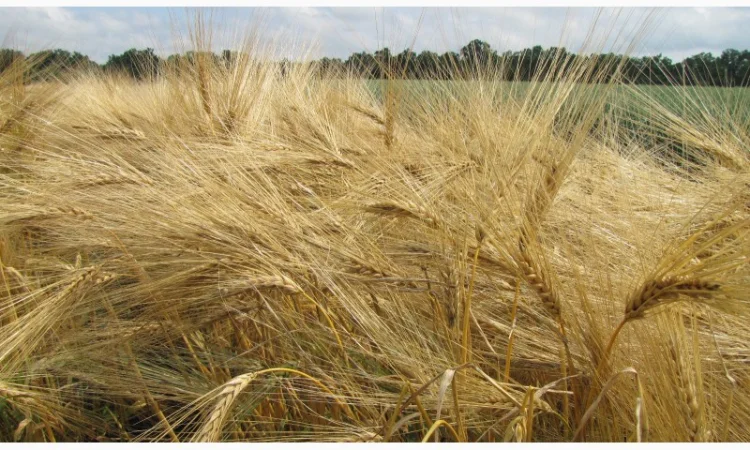 Семена озимого ячменя для продажу - фото № 1