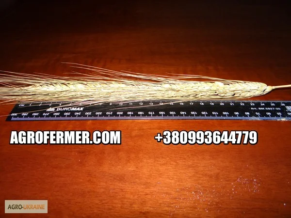 Продажа озимого ячменя HUMBER - Канадский сорт - фото № 1