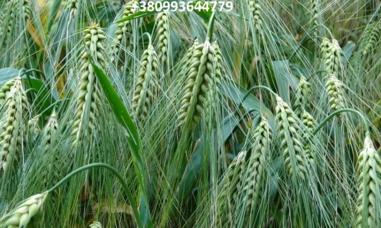 Семена ячменя ALVIN - канадський сорт з високою урожайністю - фото № 1
