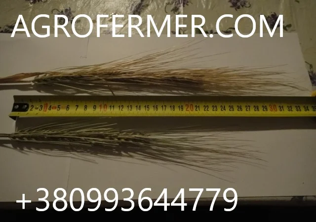 Семена озимого ячменю JEROM — канадський трансгенний сорт - фото № 1