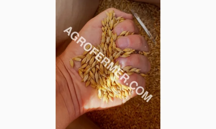 Семена ячменя ELDON для продажу - фото № 1