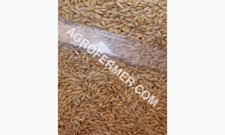 Семена ячменя ELDON для продажу - фото № 2