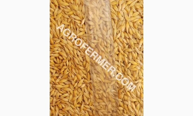 Семена ячменя ADDISON ярый канадский сорт - фото № 1